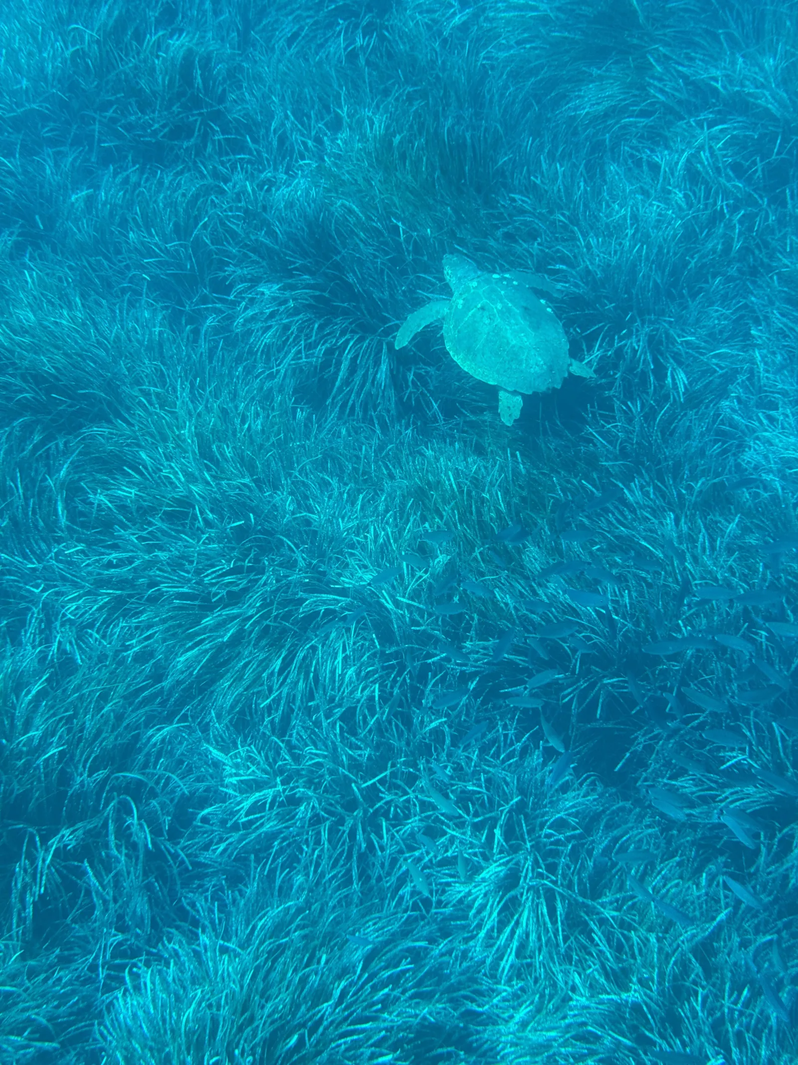 A turtle over seagrass in shallow clear water off the islands