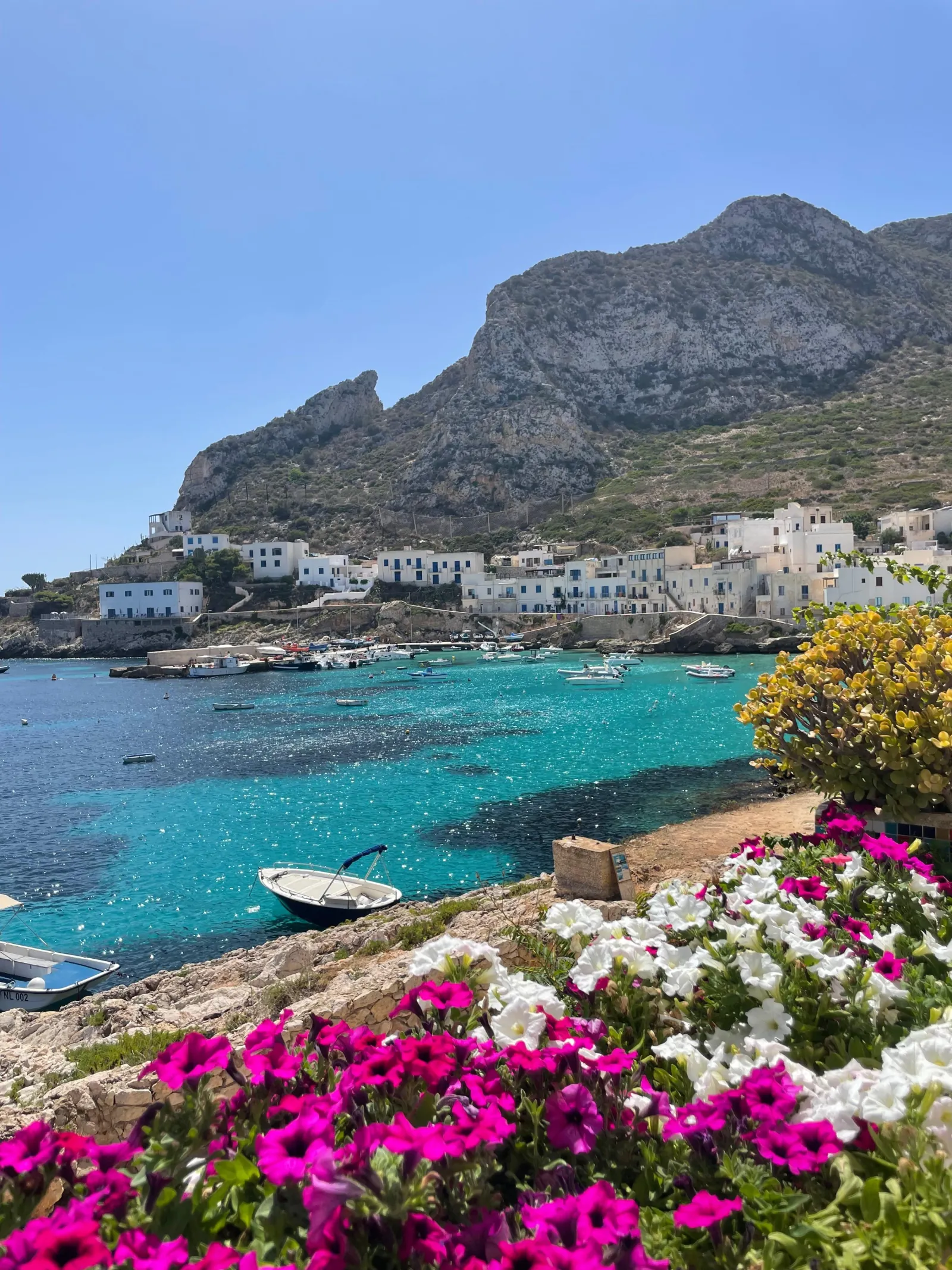 The Levanzo shoreline with flowering pink succulents in the foreground